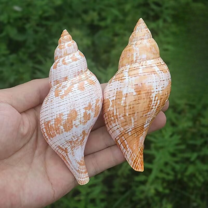 Aquarium Fish Popular - Dekorasi dan Lanskap Akuarium Pengganti Kepiting