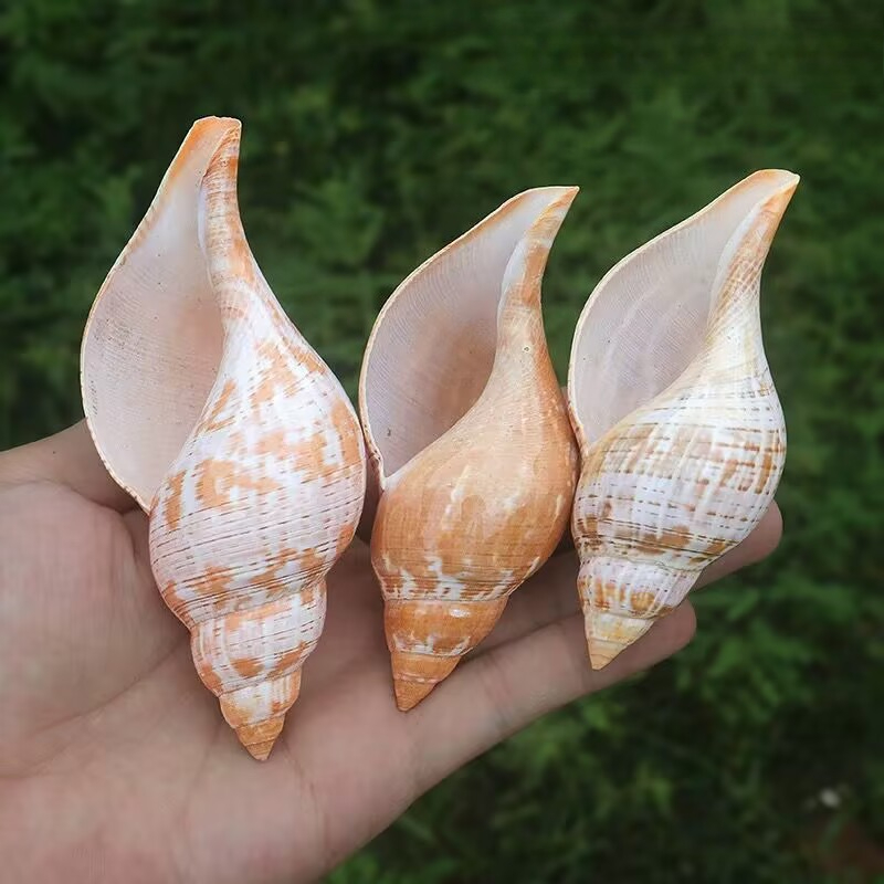 Dekorasi dan Lanskap Akuarium  - Aquarium Fish Popular ulasan dan harga