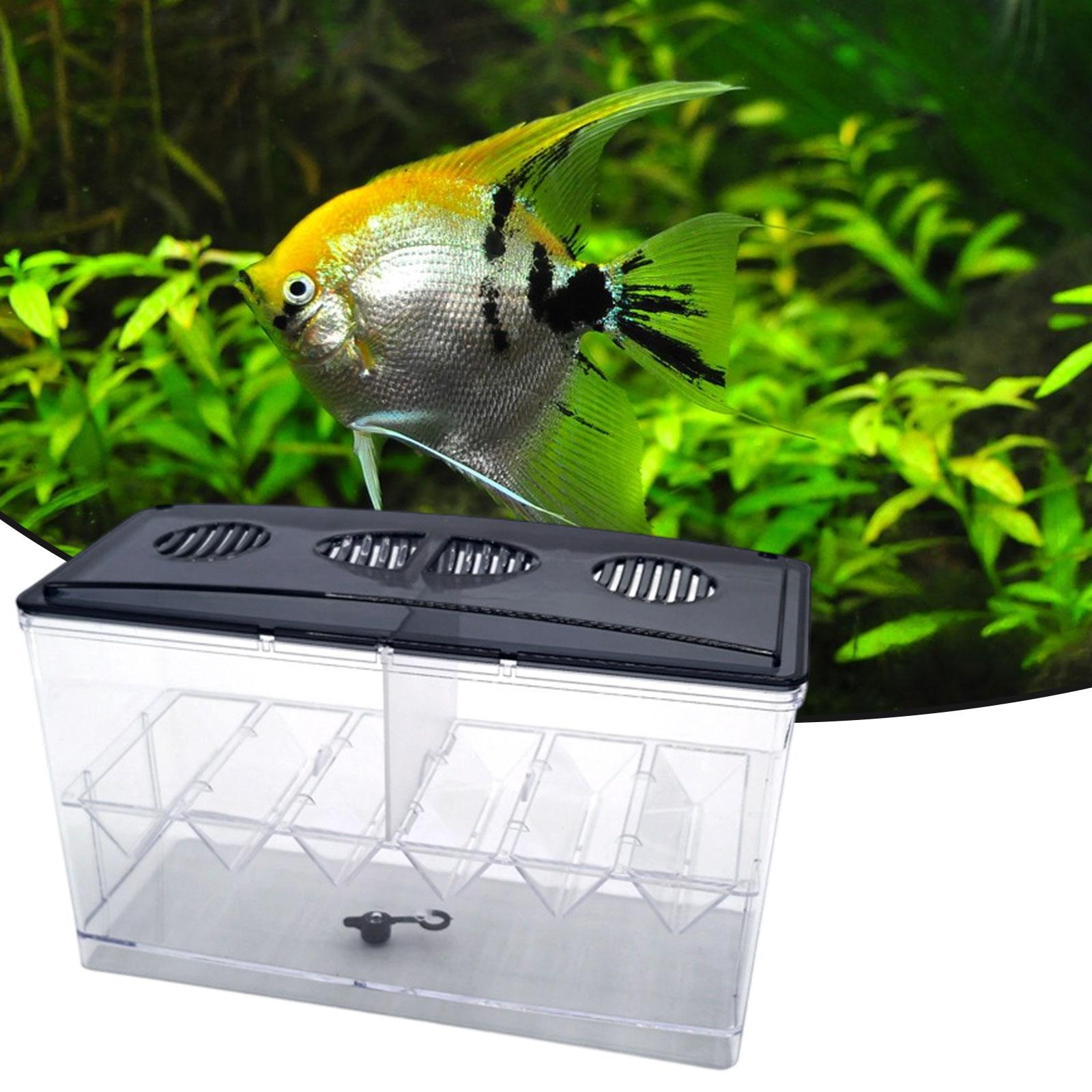 Kotak Isolasi Pembiakan Ikan M - Aquarium Fish Jar ulasan dan harga
