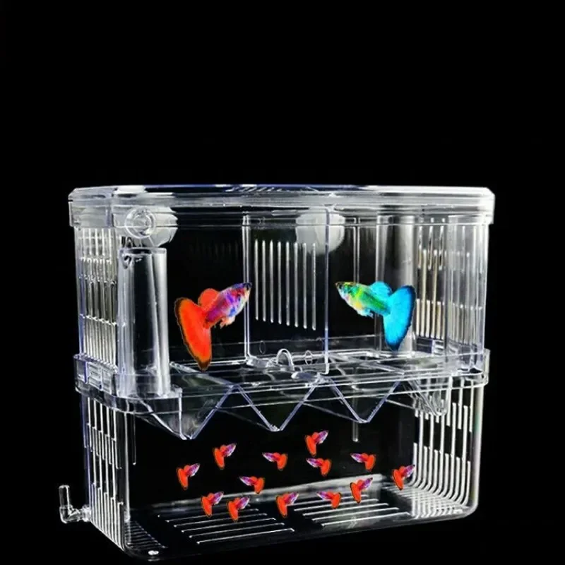 Kotak Isolasi Pembiakan Ikan S - Xl Aquarium Fish ulasan dan harga